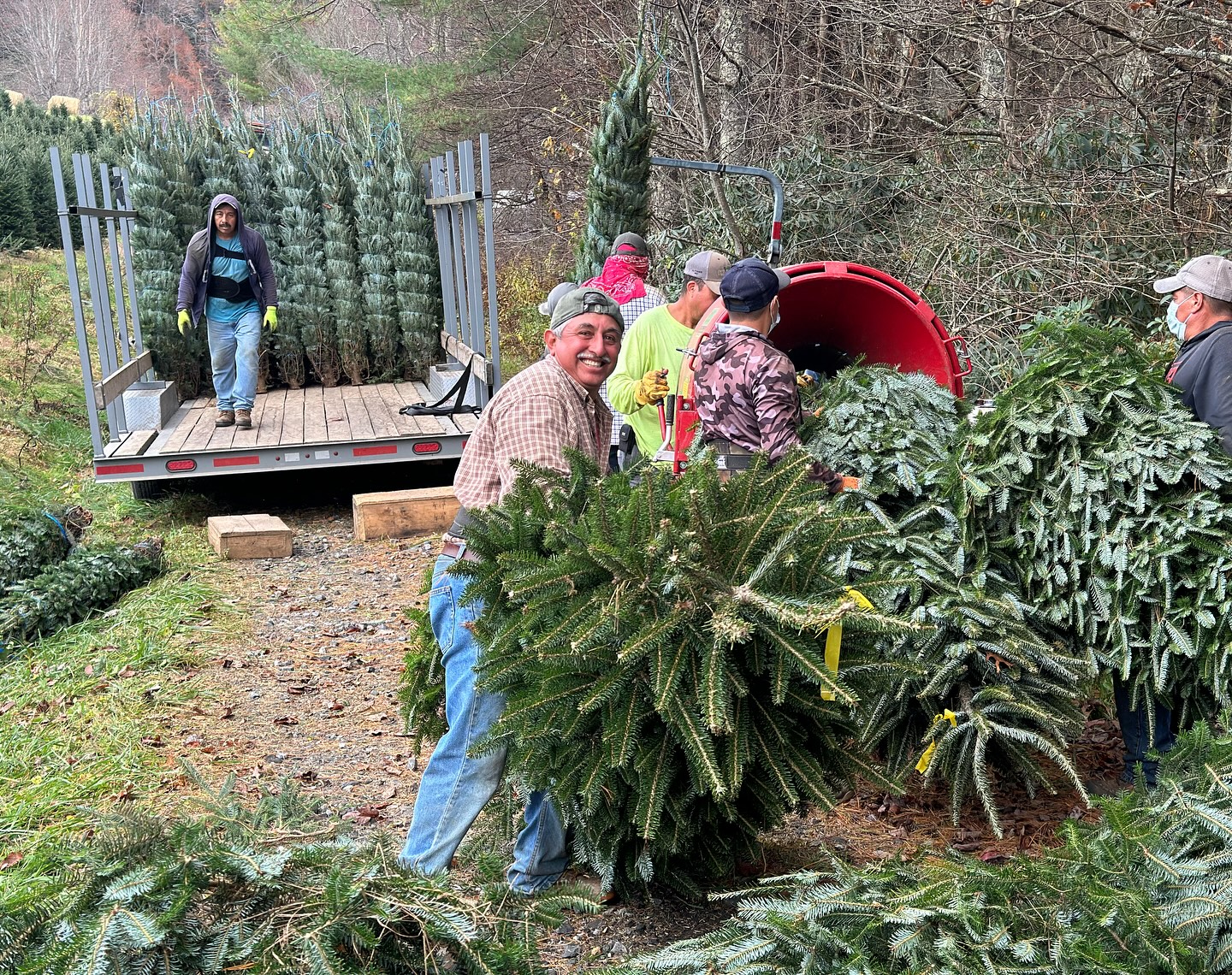 Workers harvesting Christmas trees and loading them into a truck.